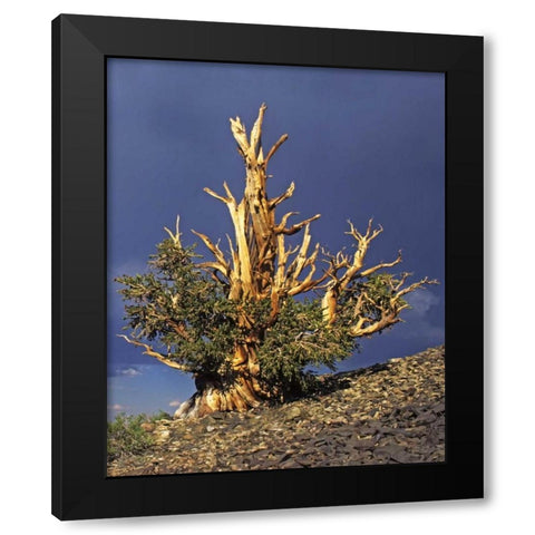 California, White Mts Bristlecone pine tree Black Modern Wood Framed Art Print by Flaherty, Dennis