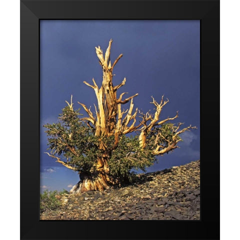 California, White Mts Bristlecone pine tree Black Modern Wood Framed Art Print by Flaherty, Dennis