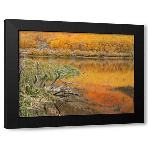 CA, Autumn reflect in North Lake near Bishop Black Modern Wood Framed Art Print by Flaherty, Dennis