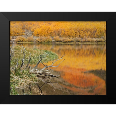 CA, Autumn reflect in North Lake near Bishop Black Modern Wood Framed Art Print by Flaherty, Dennis