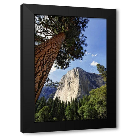 California, Yosemite View of El Capitan landmark Black Modern Wood Framed Art Print by Flaherty, Dennis