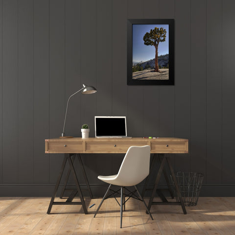 CA, Yosemite Solitary tree grows from rock Black Modern Wood Framed Art Print by Flaherty, Dennis