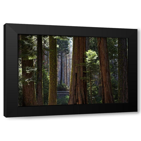 CA, Yosemite Redwood trees in the Mariposa Grove Black Modern Wood Framed Art Print by Flaherty, Dennis