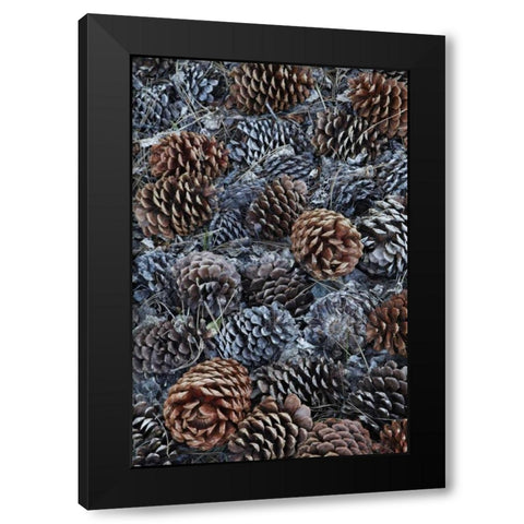 CA, Fallen Jeffrey pine cones in Sierra Nevada Black Modern Wood Framed Art Print with Double Matting by Flaherty, Dennis