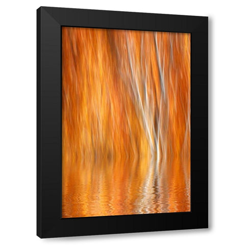 CA, Grant Lake Abstract of autumn aspen trees Black Modern Wood Framed Art Print with Double Matting by Flaherty, Dennis