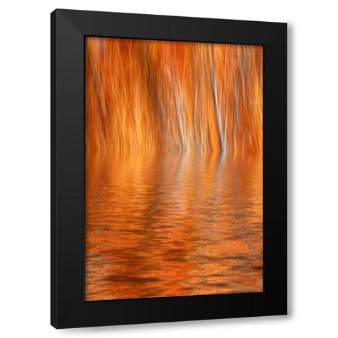 CA, Grant Lake Abstract of autumn aspen trees Black Modern Wood Framed Art Print by Flaherty, Dennis