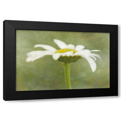 California Daisy with a textured background Black Modern Wood Framed Art Print with Double Matting by Flaherty, Dennis