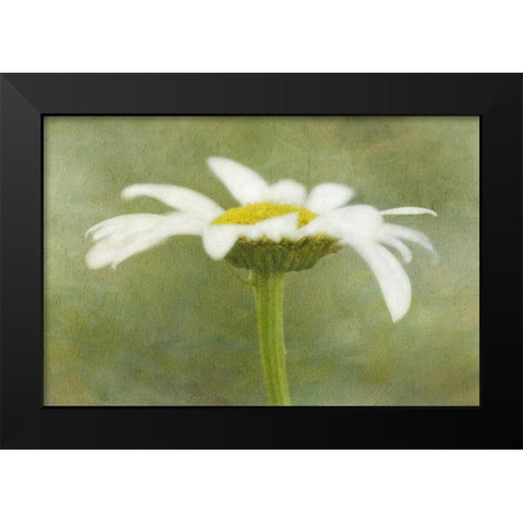 California Daisy with a textured background Black Modern Wood Framed Art Print by Flaherty, Dennis