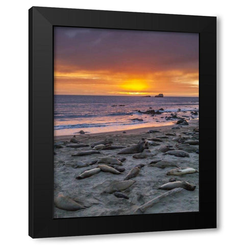 CA, Piedras Blancas Elephant seals on beach Black Modern Wood Framed Art Print with Double Matting by Illg, Cathy and Gordon