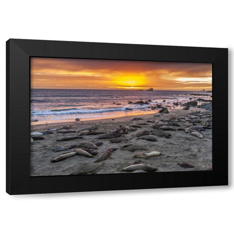 CA, Piedras Blancas Elephant seals on beach Black Modern Wood Framed Art Print by Illg, Cathy and Gordon