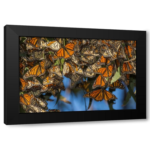 California Monarch butterflies on leaves Black Modern Wood Framed Art Print by Illg, Cathy and Gordon