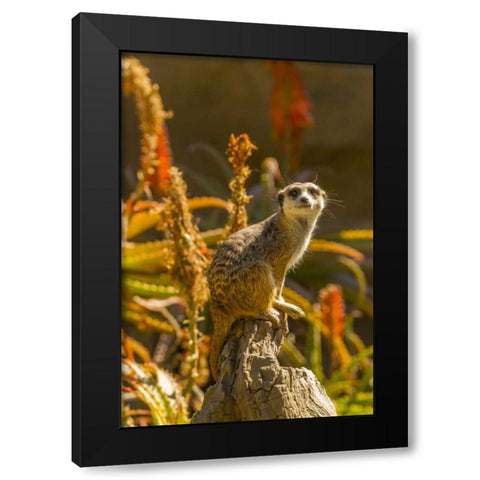 USA, California, Santa Barbara Meerkat on stump Black Modern Wood Framed Art Print by Illg, Cathy and Gordon