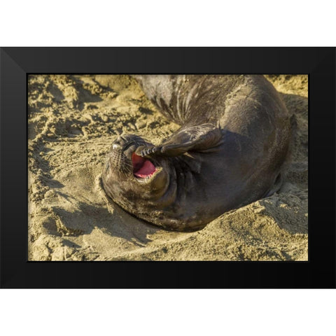 CA, Piedras Blancas Elephant seal yawning Black Modern Wood Framed Art Print by Illg, Cathy and Gordon