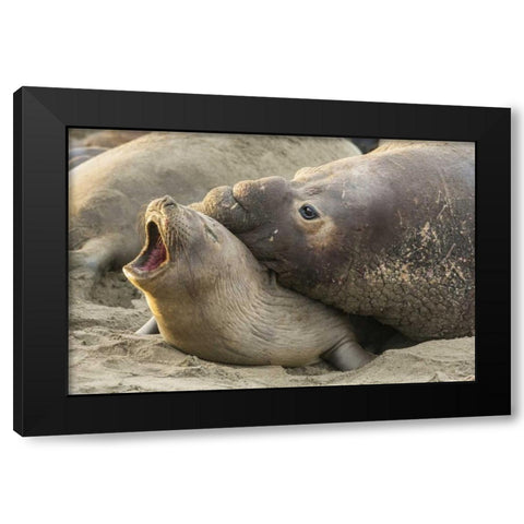 CA Male elephant seal gives love bite to female Black Modern Wood Framed Art Print by Illg, Cathy and Gordon