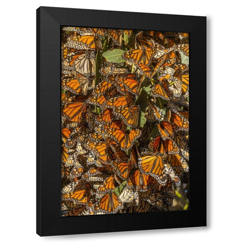 California Monarch butterflies on leaves Black Modern Wood Framed Art Print by Illg, Cathy and Gordon