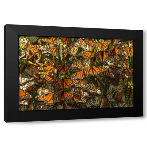 California Monarch butterflies on leaves Black Modern Wood Framed Art Print by Illg, Cathy and Gordon