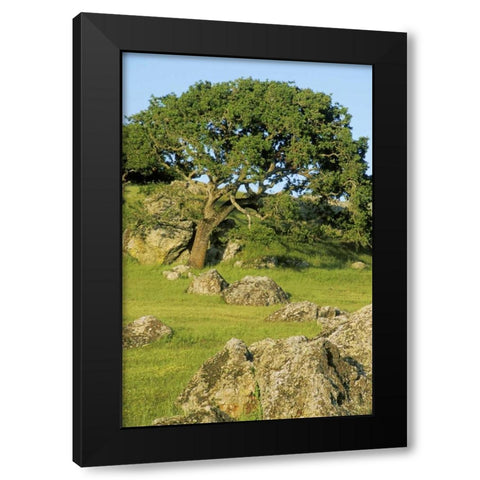 USA, California California oak tree scenic Black Modern Wood Framed Art Print by Bush, Marie