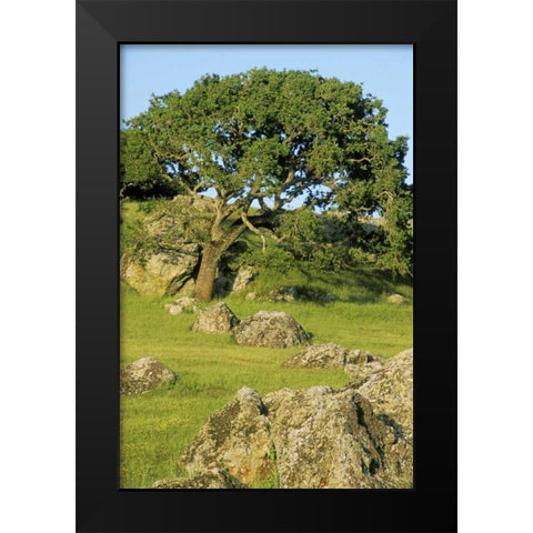 USA, California California oak tree scenic Black Modern Wood Framed Art Print by Bush, Marie
