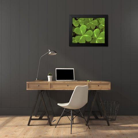 USA, California, Muir Woods Close-up of clover Black Modern Wood Framed Art Print by Bush, Marie