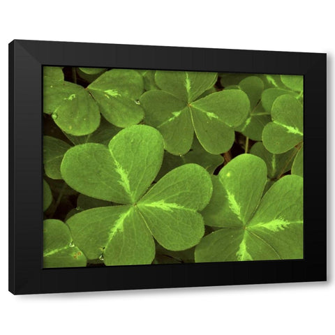 USA, California, Muir Woods Close-up of clover Black Modern Wood Framed Art Print by Bush, Marie