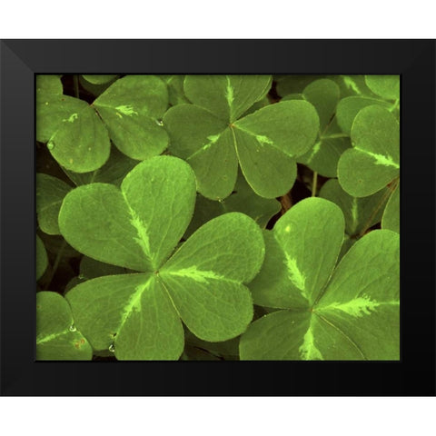 USA, California, Muir Woods Close-up of clover Black Modern Wood Framed Art Print by Bush, Marie