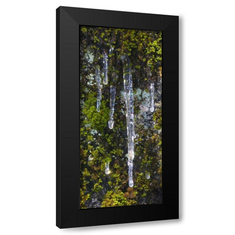 USA, California, Yosemite NP Icicles on moss Black Modern Wood Framed Art Print by Bush, Marie
