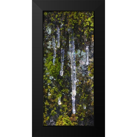 USA, California, Yosemite NP Icicles on moss Black Modern Wood Framed Art Print by Bush, Marie