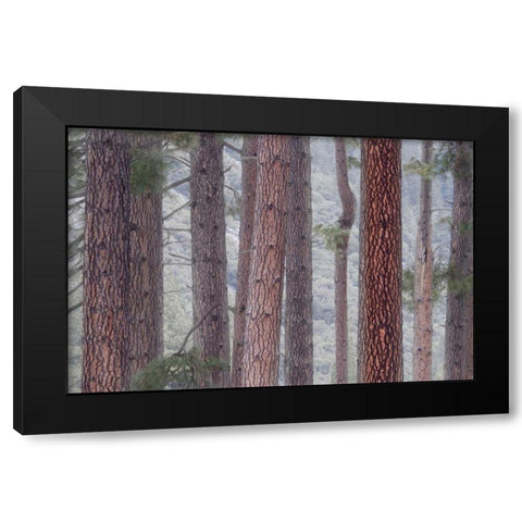 USA, California, Yosemite NP Pine trees in fog Black Modern Wood Framed Art Print by Bush, Marie