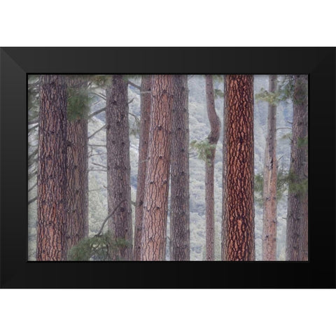 USA, California, Yosemite NP Pine trees in fog Black Modern Wood Framed Art Print by Bush, Marie