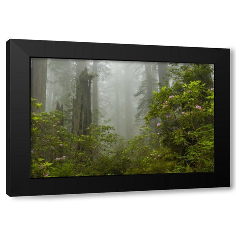 California, Redwoods NP Fog and rhododendrons Black Modern Wood Framed Art Print with Double Matting by Illg, Cathy and Gordon