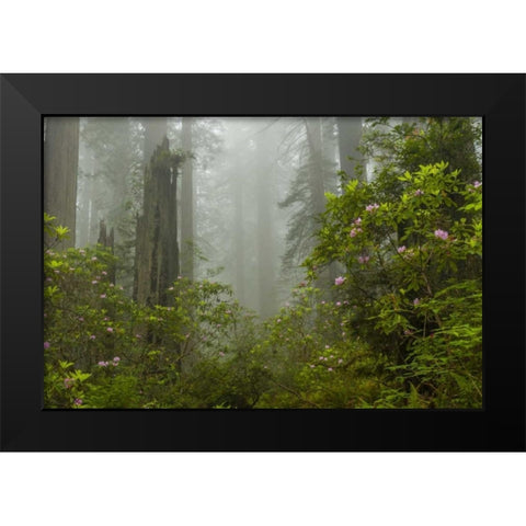 California, Redwoods NP Fog and rhododendrons Black Modern Wood Framed Art Print by Illg, Cathy and Gordon