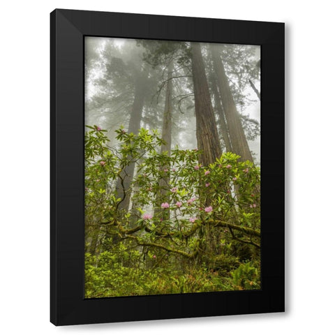 California, Redwoods NP Fog and rhododendrons Black Modern Wood Framed Art Print by Illg, Cathy and Gordon