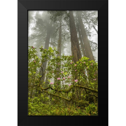 California, Redwoods NP Fog and rhododendrons Black Modern Wood Framed Art Print by Illg, Cathy and Gordon