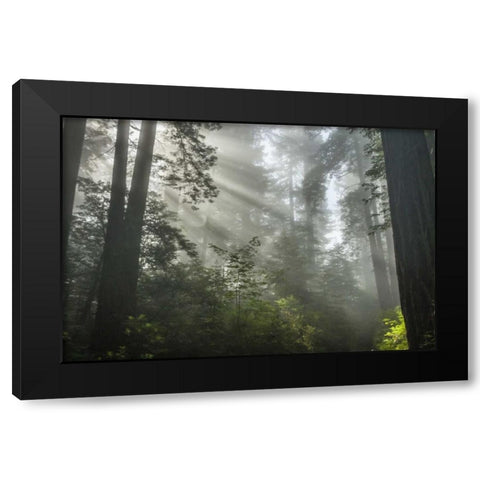 California Fog in Ladybird Johnson Grove Black Modern Wood Framed Art Print by Illg, Cathy and Gordon