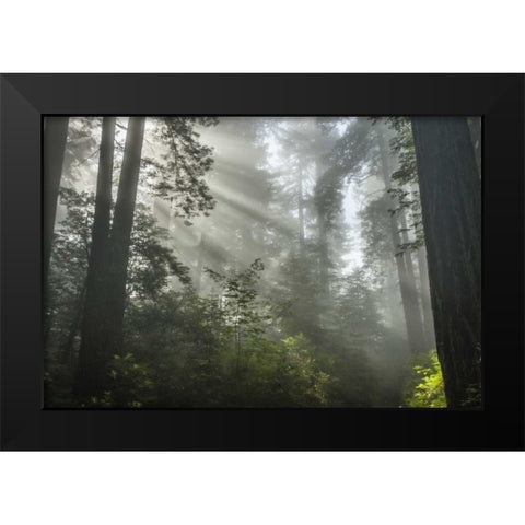 California Fog in Ladybird Johnson Grove Black Modern Wood Framed Art Print by Illg, Cathy and Gordon