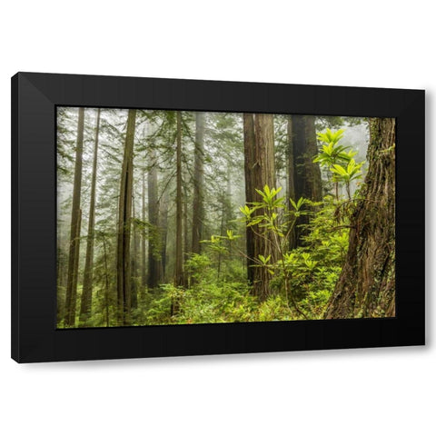 USA, California, Redwoods NP Foggy forest Black Modern Wood Framed Art Print by Illg, Cathy and Gordon