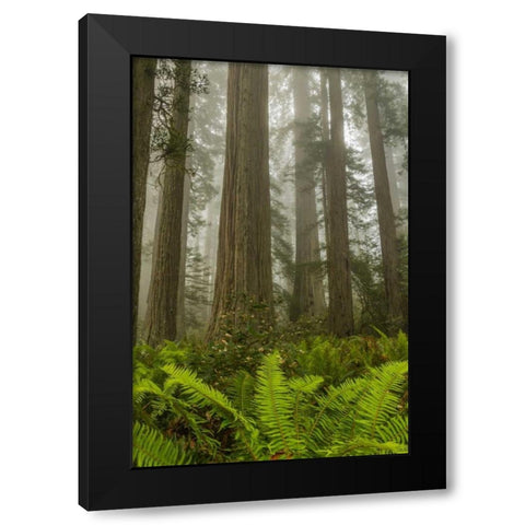 California, Redwoods NP Redwood trees and fog Black Modern Wood Framed Art Print with Double Matting by Illg, Cathy and Gordon