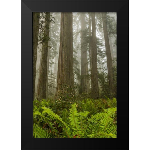 California, Redwoods NP Redwood trees and fog Black Modern Wood Framed Art Print by Illg, Cathy and Gordon