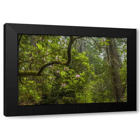California, Redwoods NP Rhododendrons in forest Black Modern Wood Framed Art Print with Double Matting by Illg, Cathy and Gordon