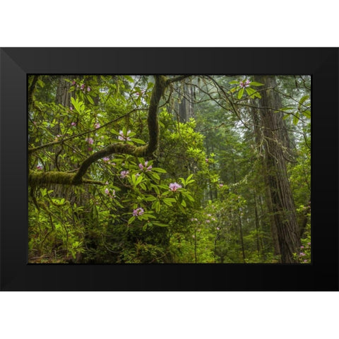 California, Redwoods NP Rhododendrons in forest Black Modern Wood Framed Art Print by Illg, Cathy and Gordon