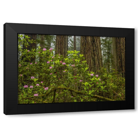California, Redwoods NP Rhododendrons in forest Black Modern Wood Framed Art Print by Illg, Cathy and Gordon