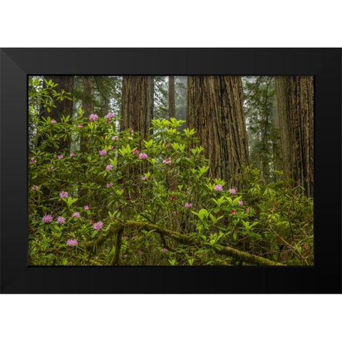 California, Redwoods NP Rhododendrons in forest Black Modern Wood Framed Art Print by Illg, Cathy and Gordon
