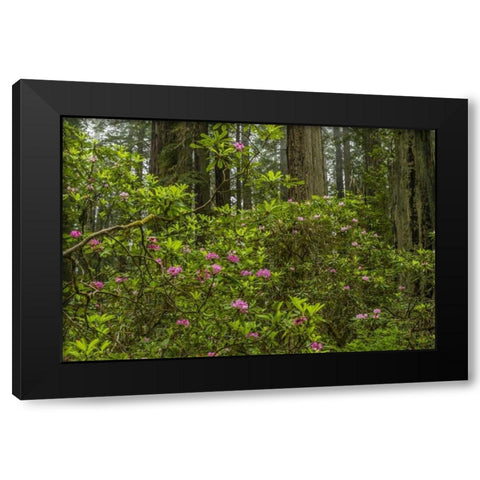 California, Redwoods NP Rhododendrons in forest Black Modern Wood Framed Art Print with Double Matting by Illg, Cathy and Gordon
