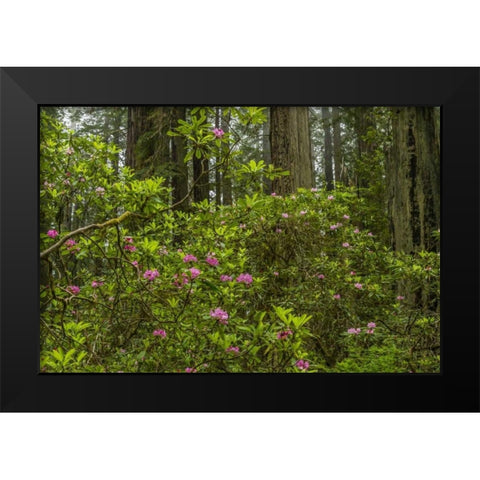 California, Redwoods NP Rhododendrons in forest Black Modern Wood Framed Art Print by Illg, Cathy and Gordon