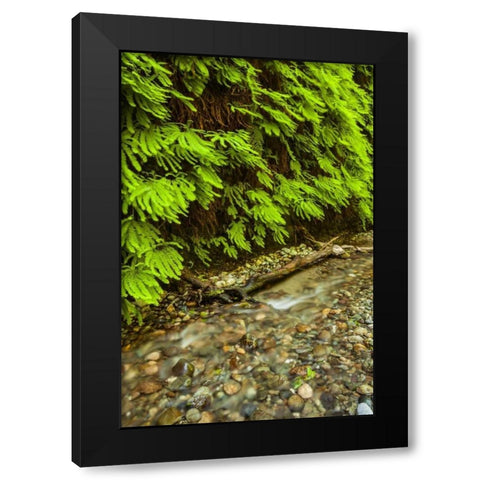 California, Redwoods NP Scenic of Fern Creek Black Modern Wood Framed Art Print by Illg, Cathy and Gordon