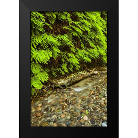 California, Redwoods NP Scenic of Fern Creek Black Modern Wood Framed Art Print by Illg, Cathy and Gordon