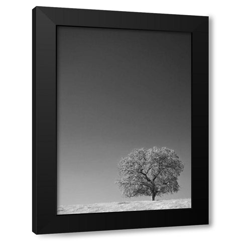 CA, Lone oak tree in the Sierra Nevada foothills Black Modern Wood Framed Art Print by Flaherty, Dennis