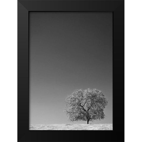 CA, Lone oak tree in the Sierra Nevada foothills Black Modern Wood Framed Art Print by Flaherty, Dennis