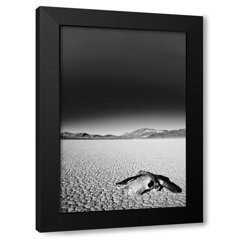 California, Death Valley NP Weathered cow skull Black Modern Wood Framed Art Print with Double Matting by Flaherty, Dennis