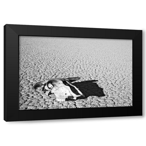 California, Death Valley NP Weathered cow skull Black Modern Wood Framed Art Print with Double Matting by Flaherty, Dennis